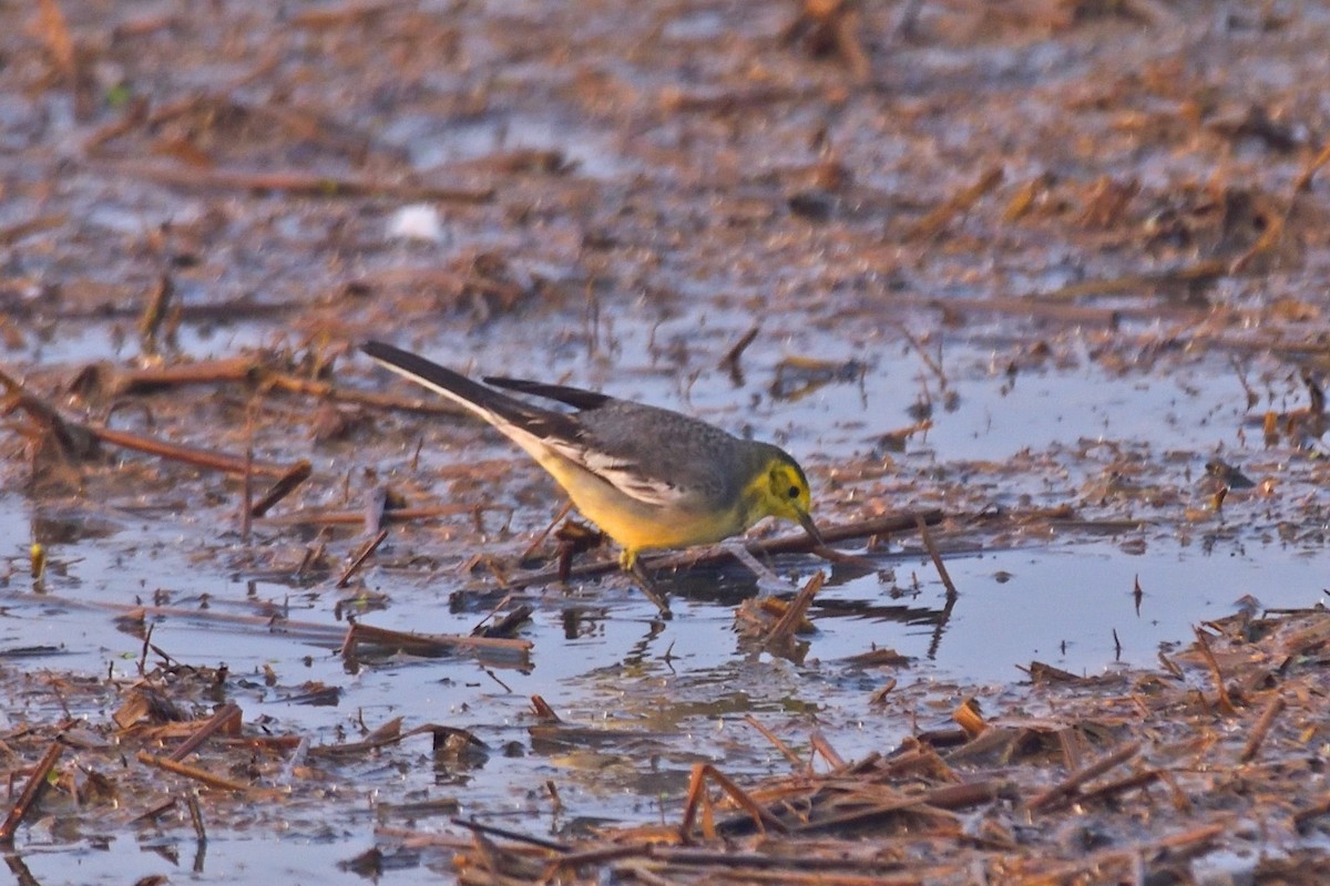 Citrine Wagtail - ML646972821