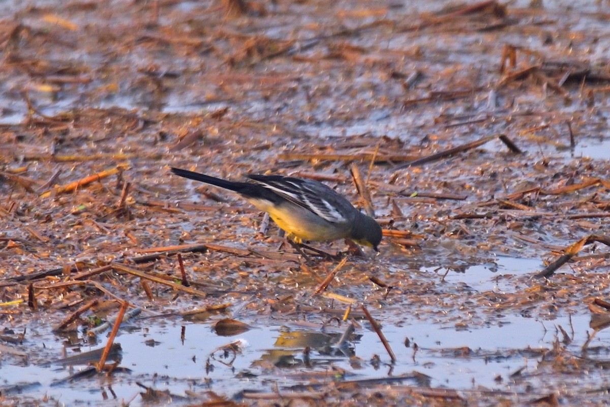 Citrine Wagtail - ML646972822