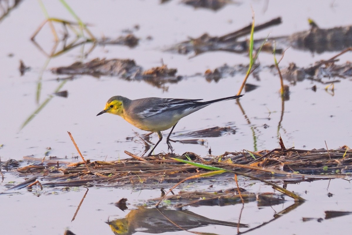 Citrine Wagtail - ML646972824