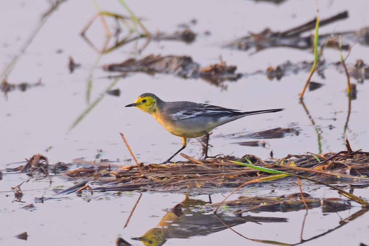 Citrine Wagtail - ML646972825
