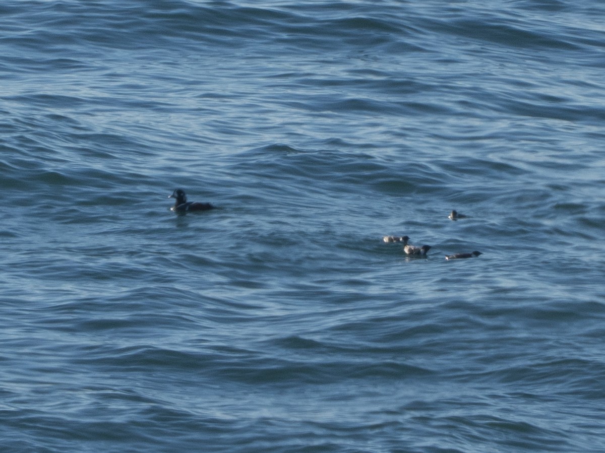 Ancient Murrelet - ML646972829