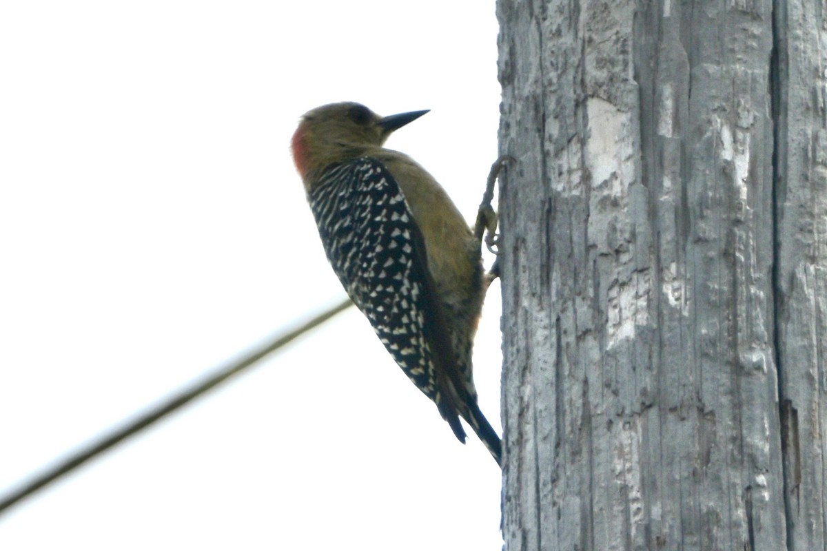 Carpintero Coronirrojo - ML646972831