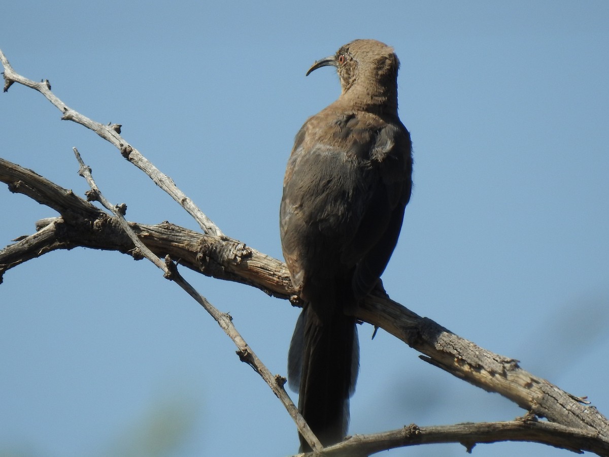 Crissal Thrasher - ML646972832