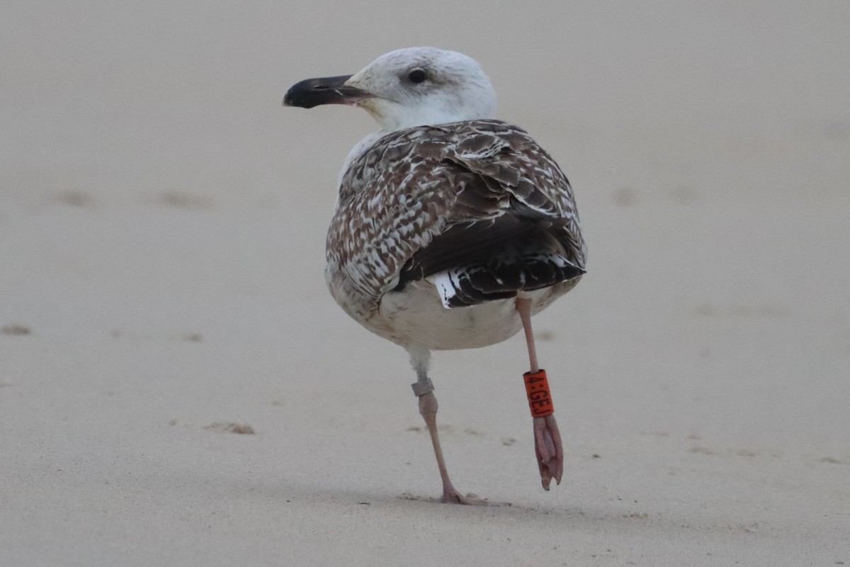 Great Black-backed Gull - ML646972835