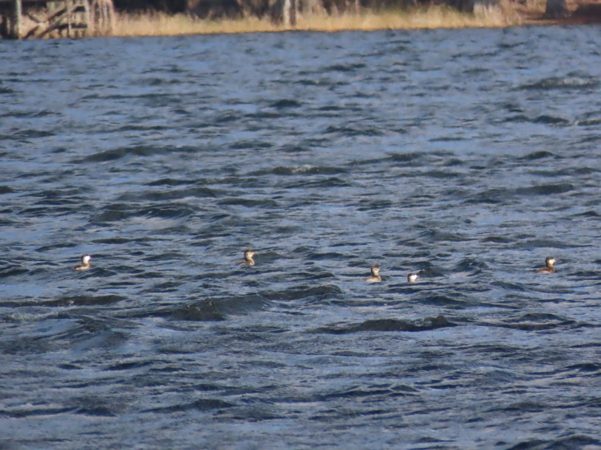 Ruddy Duck - ML646972836