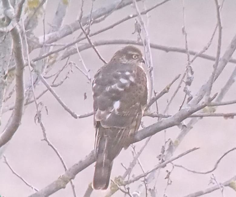 Eurasian Sparrowhawk - ML646972841