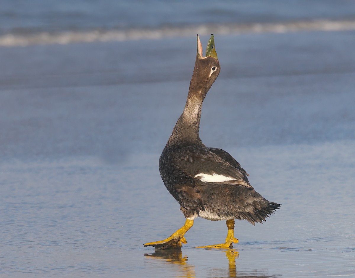 Falkland Steamer-Duck - ML646972845