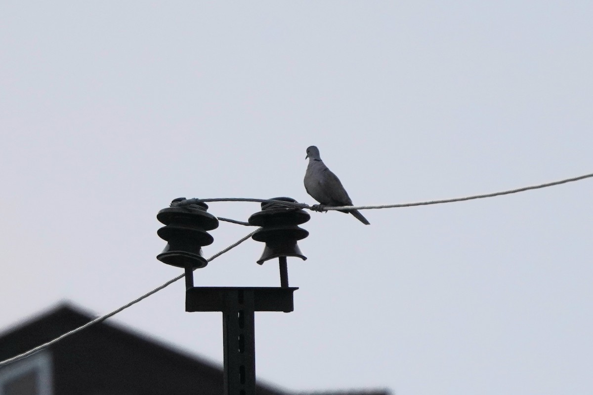 Tourterelle turque - ML646972846