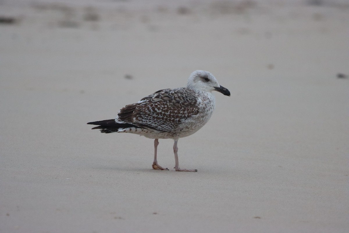 Great Black-backed Gull - ML646972847