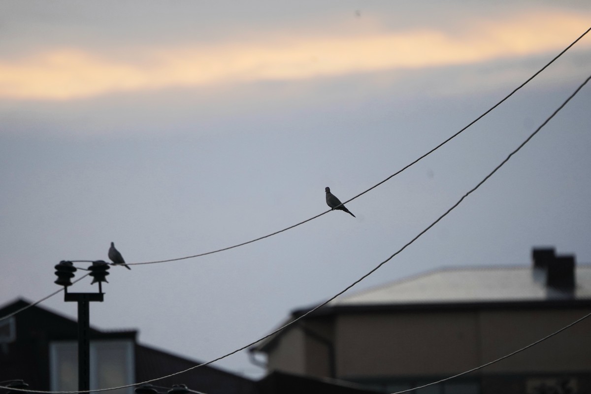 Tourterelle turque - ML646972848