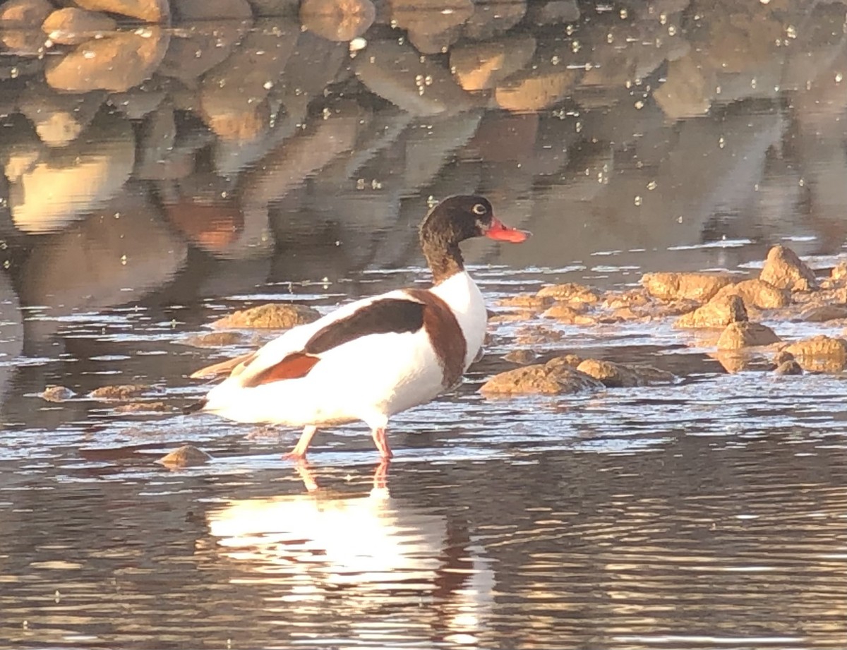 Paita arrunta - ML646972849