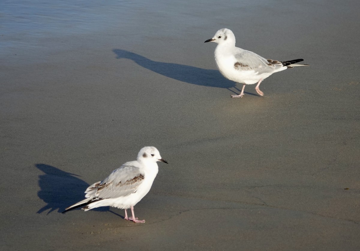 Бонапартова чайка - ML646972855