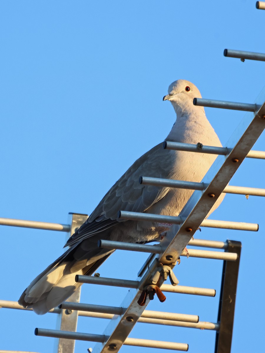 Tourterelle turque - ML646972857