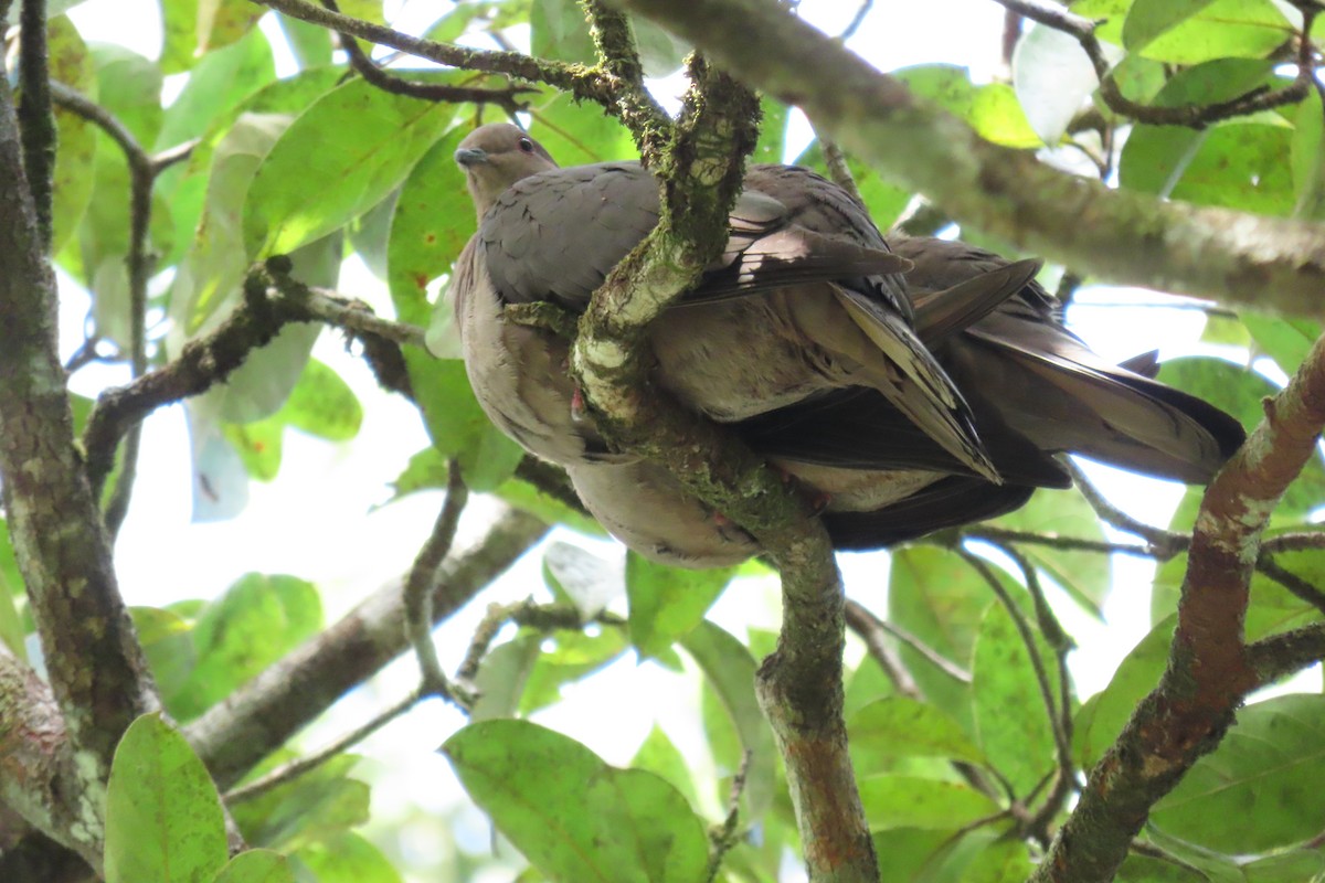 コバシバト - ML646972859