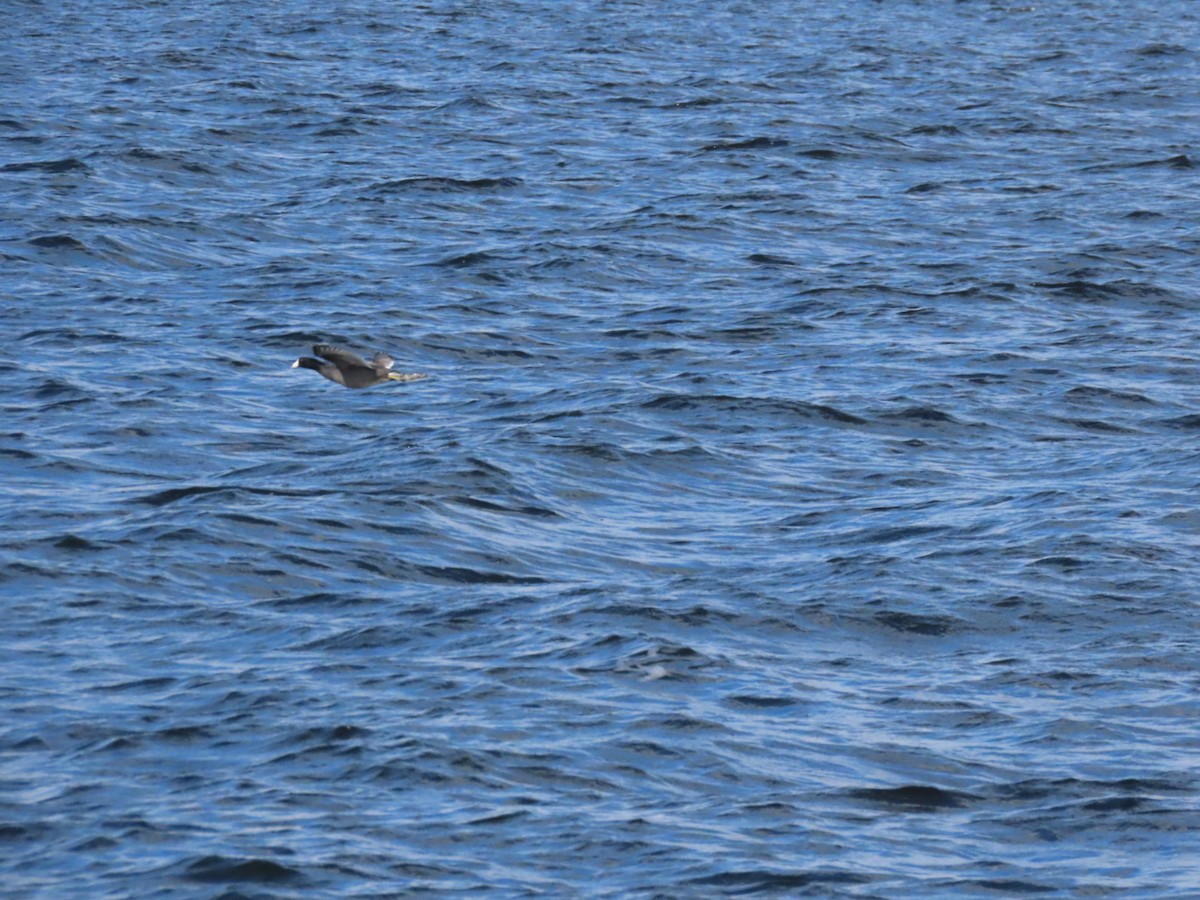 American Coot - ML646972870