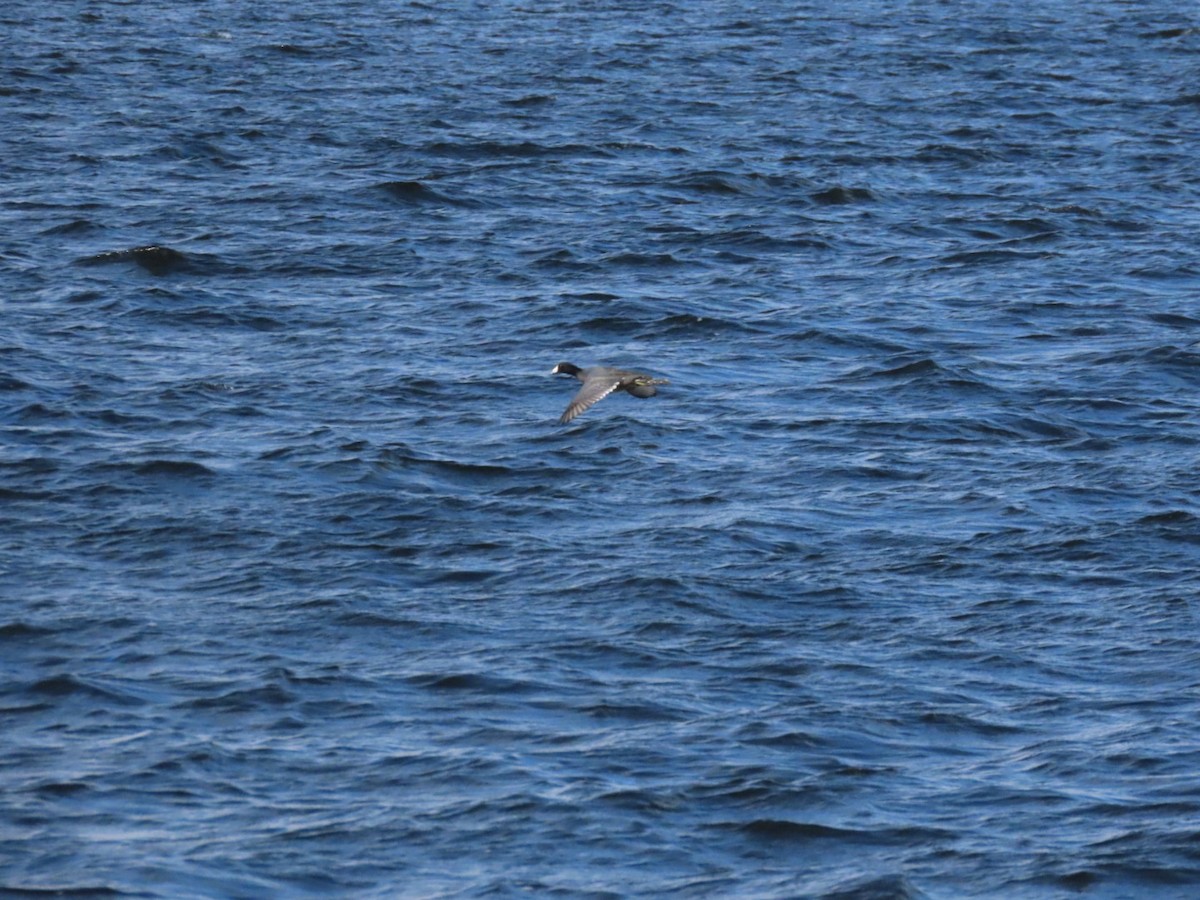 American Coot - ML646972874