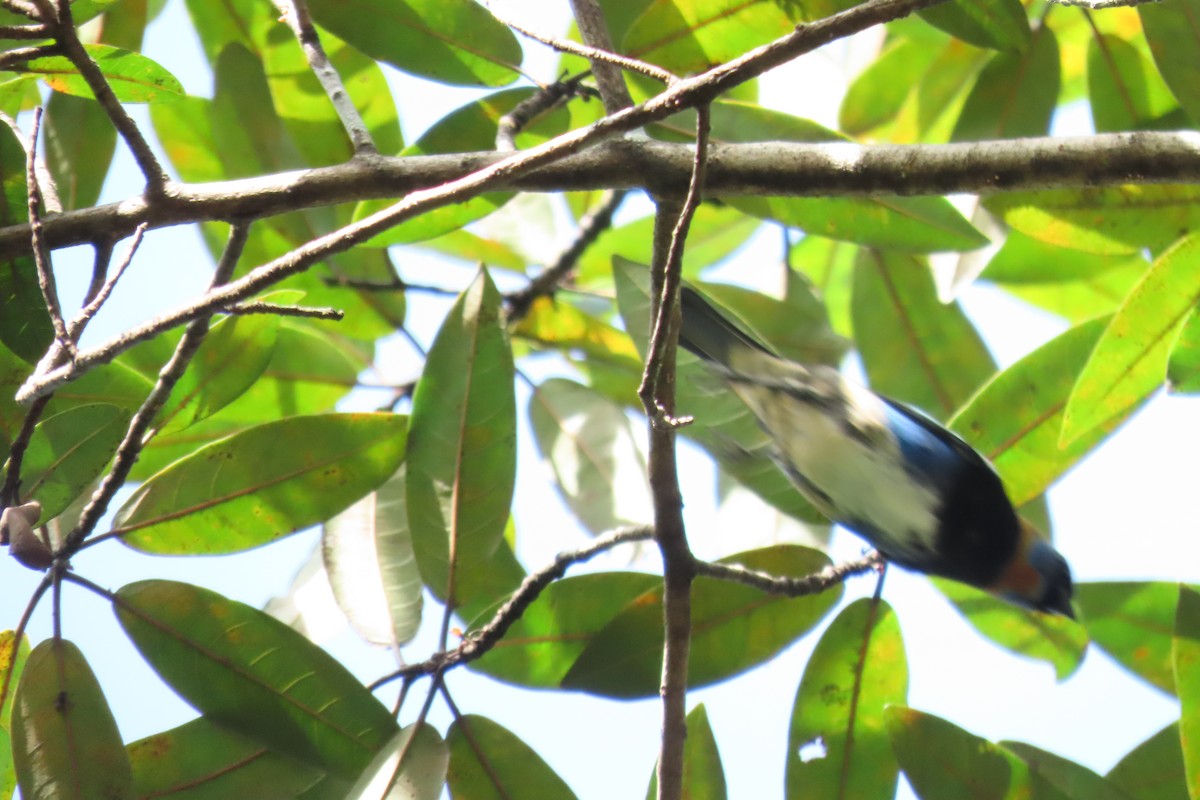 Golden-hooded Tanager - ML646972876