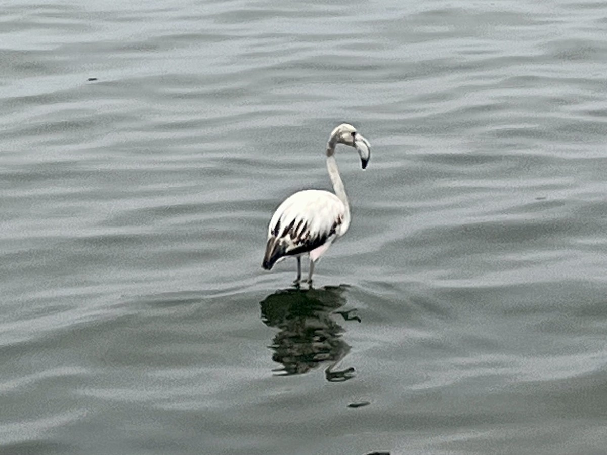 Flamenco Común - ML646972884