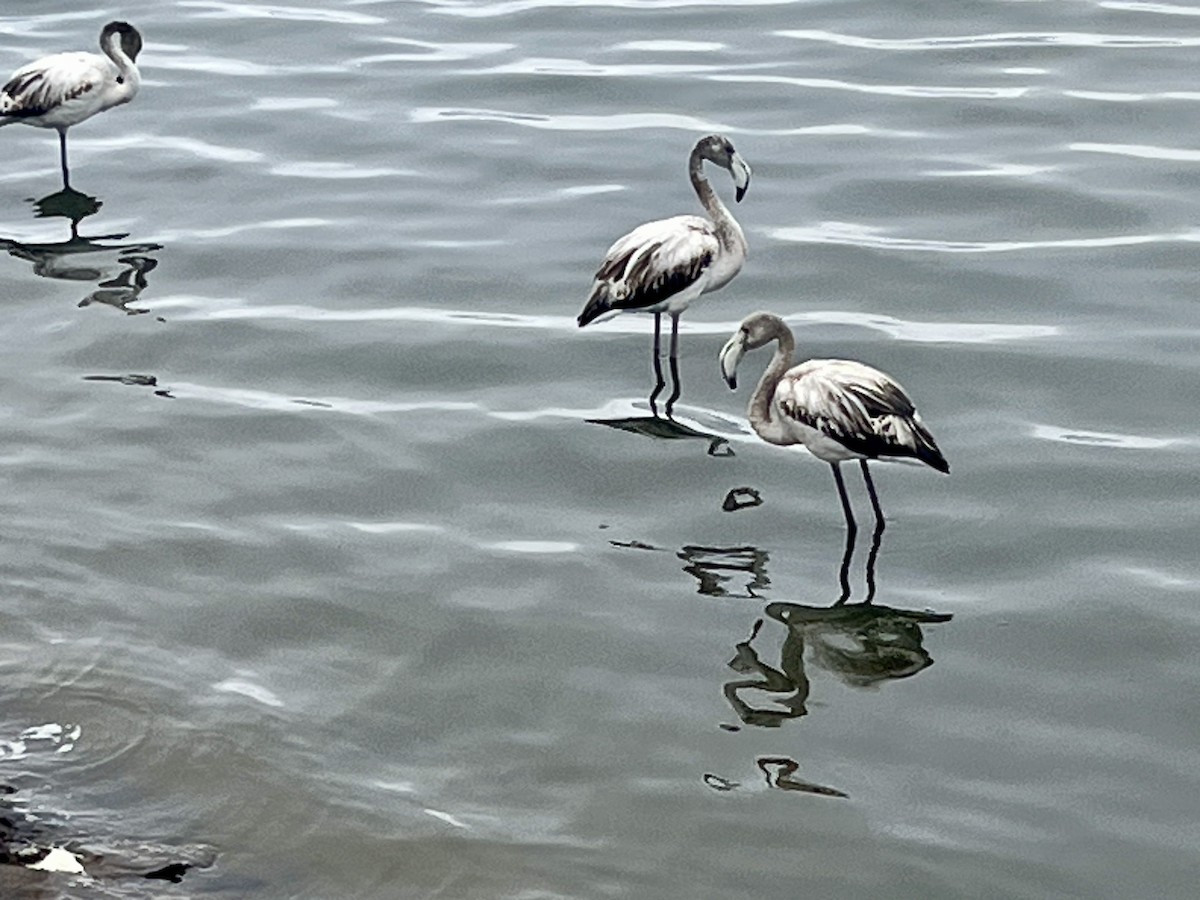 Flamenco Común - ML646972885