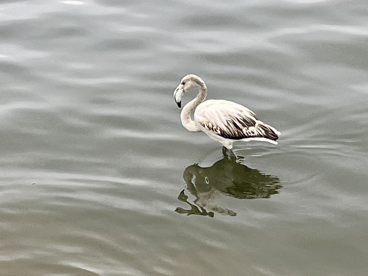 Flamenco Común - ML646972886