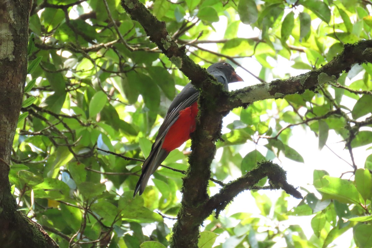 Slaty-tailed Trogon - ML646972887