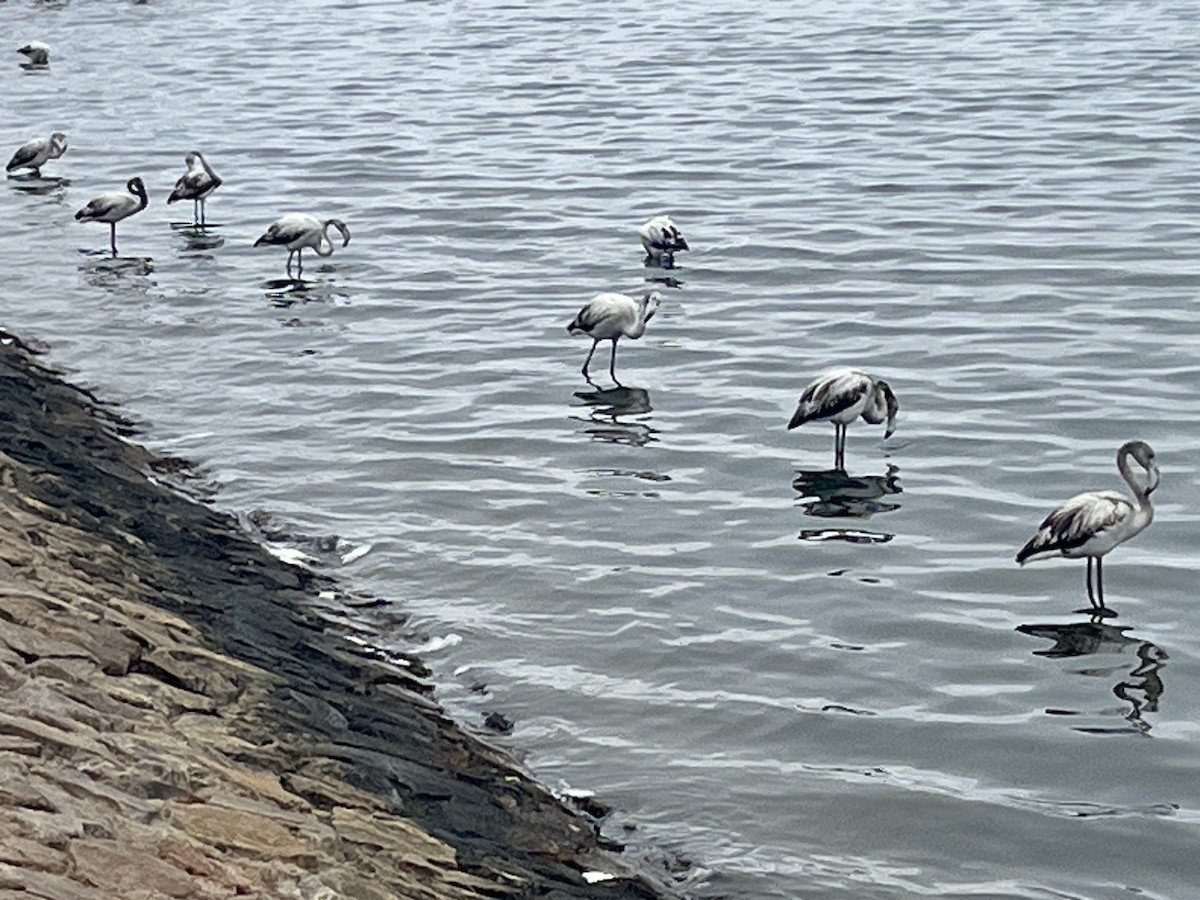 Flamenco Común - ML646972888