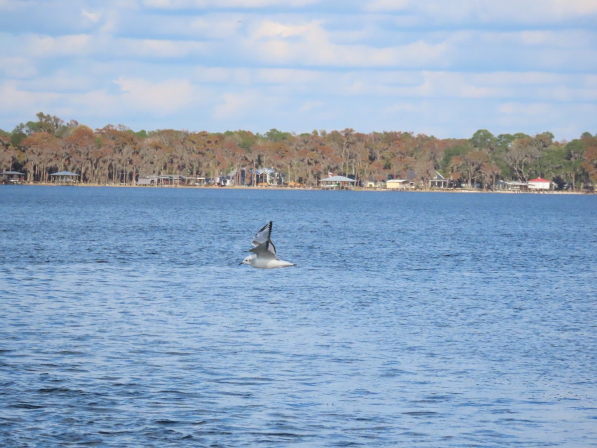 Bonaparte's Gull - ML646972899