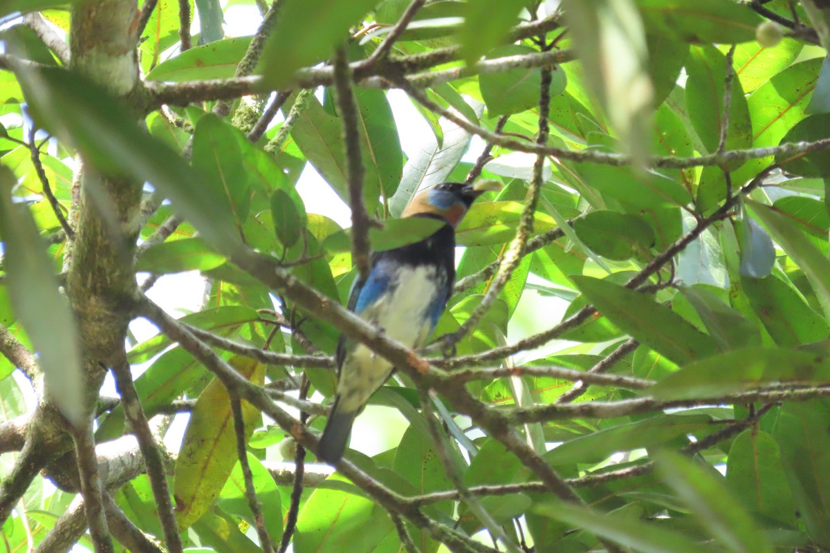 Golden-hooded Tanager - ML646972903