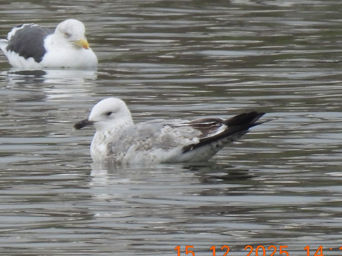 ML646972905 - Caspian Gull - Macaulay Library
