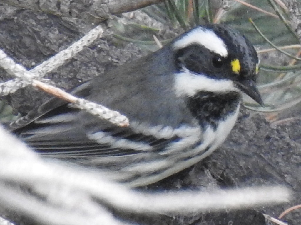 Kara Şeritli Ötleğen - ML646972915