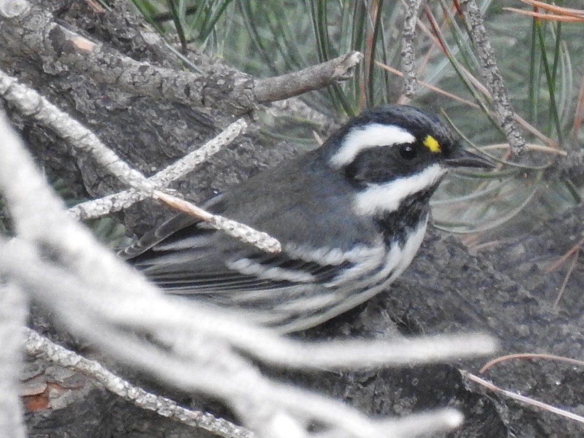 Kara Şeritli Ötleğen - ML646972916