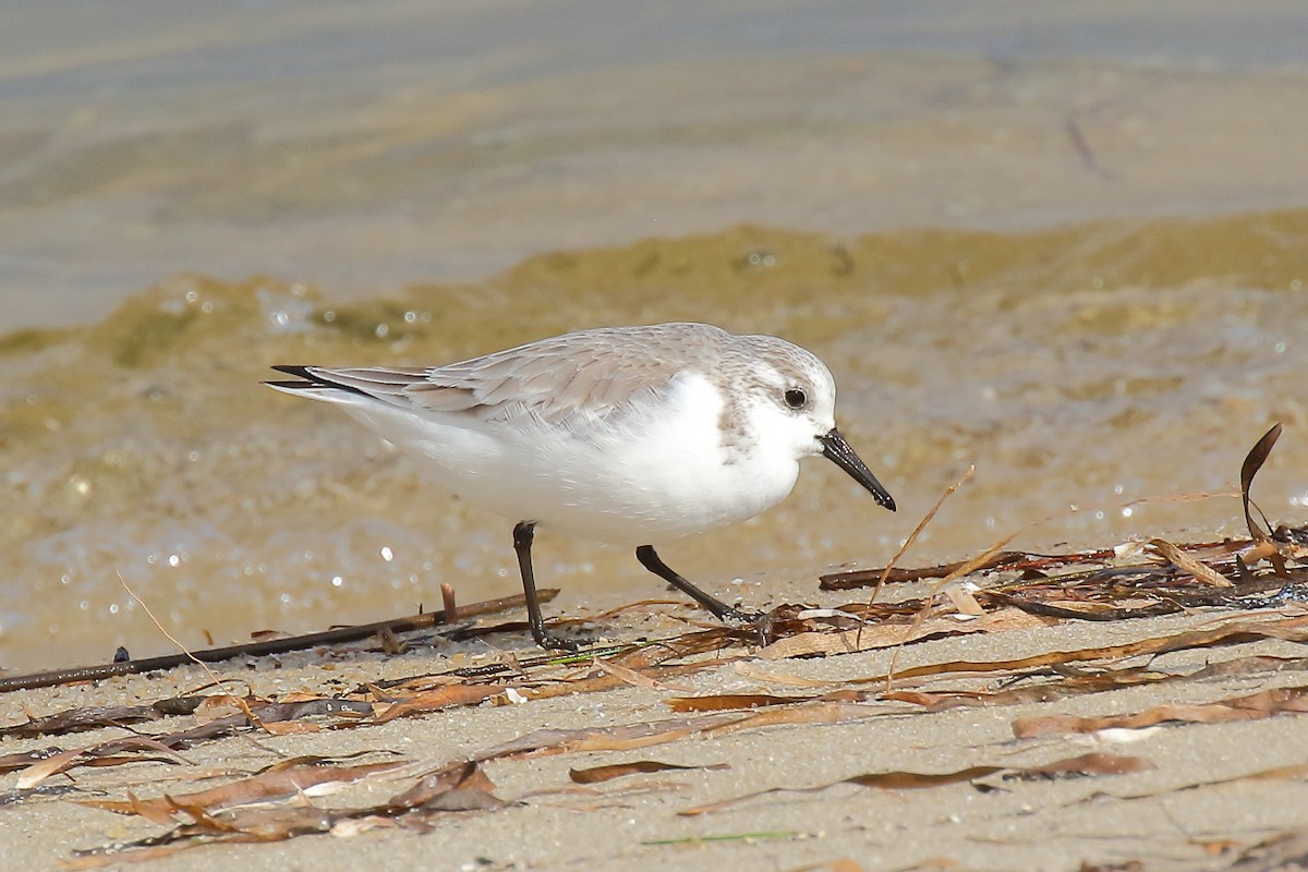 ミユビシギ - ML646972918