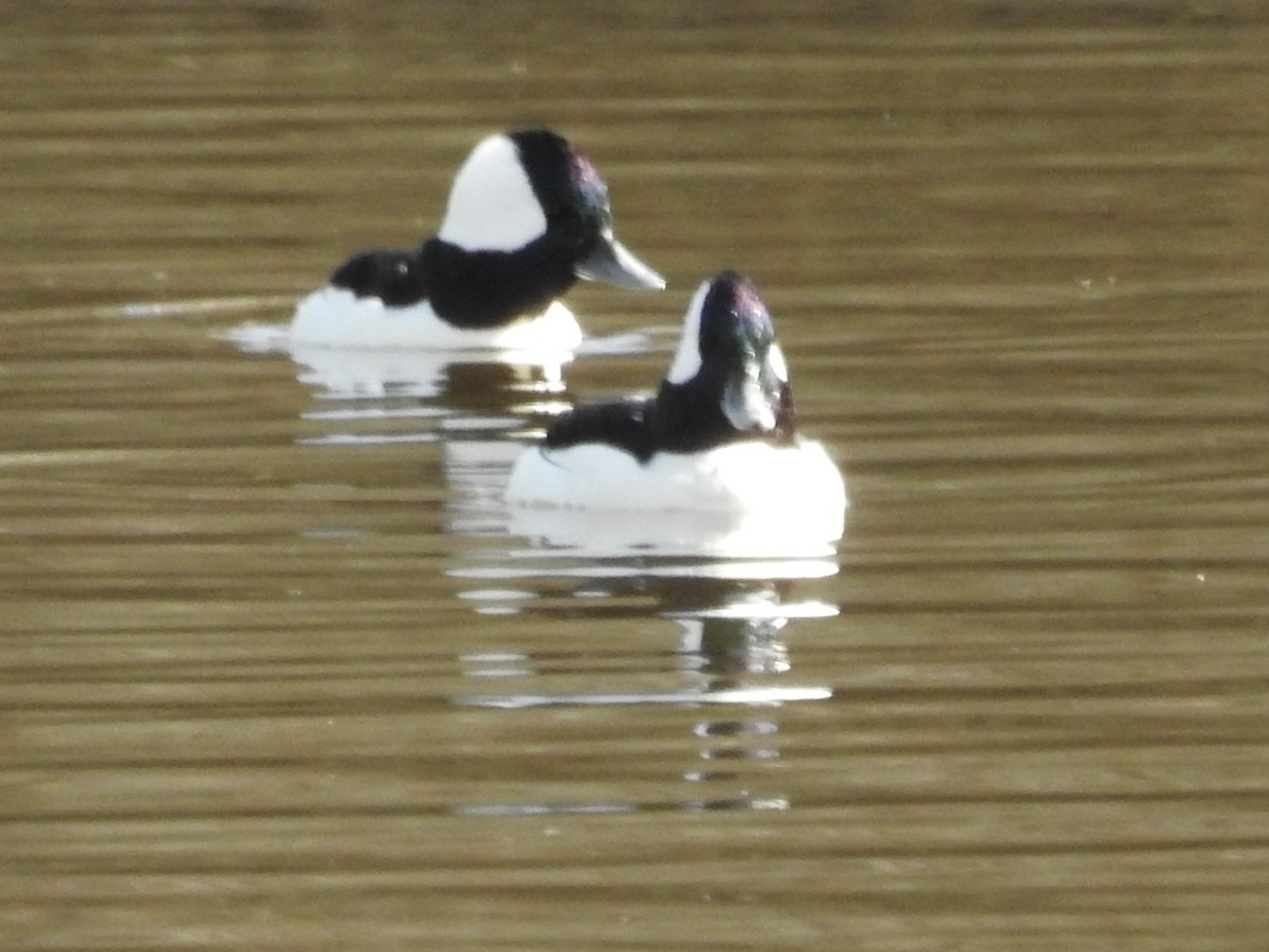 Bufflehead - ML646972919