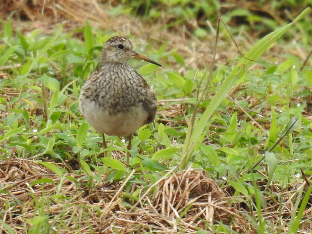 Pectoral Sandpiper - ML646972920