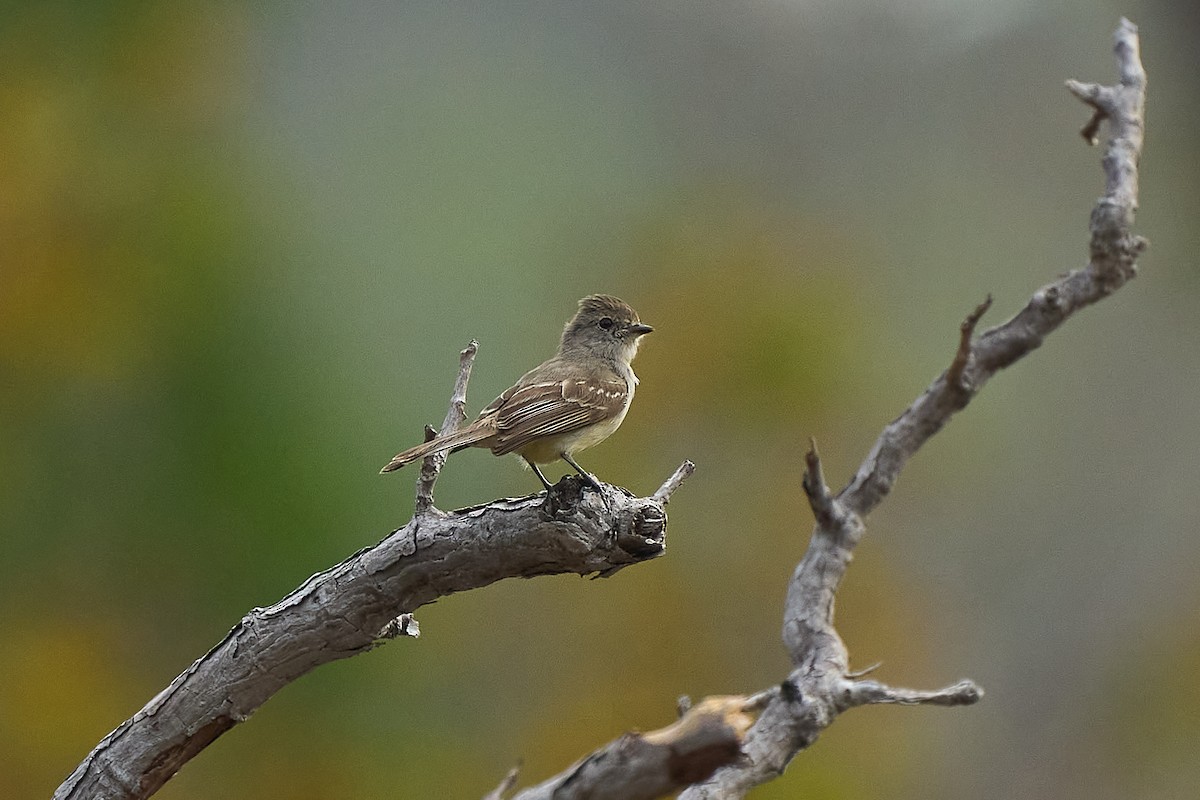 Southern Scrub-Flycatcher - ML646972921