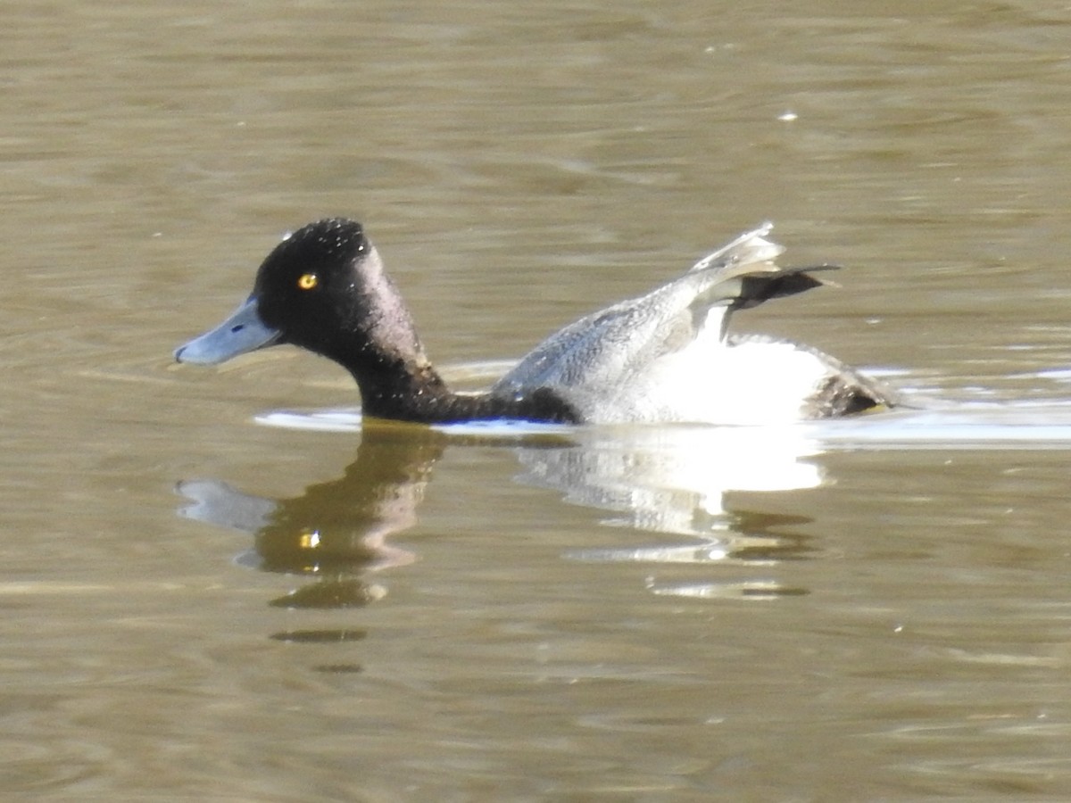 Lesser Scaup - ML646972922