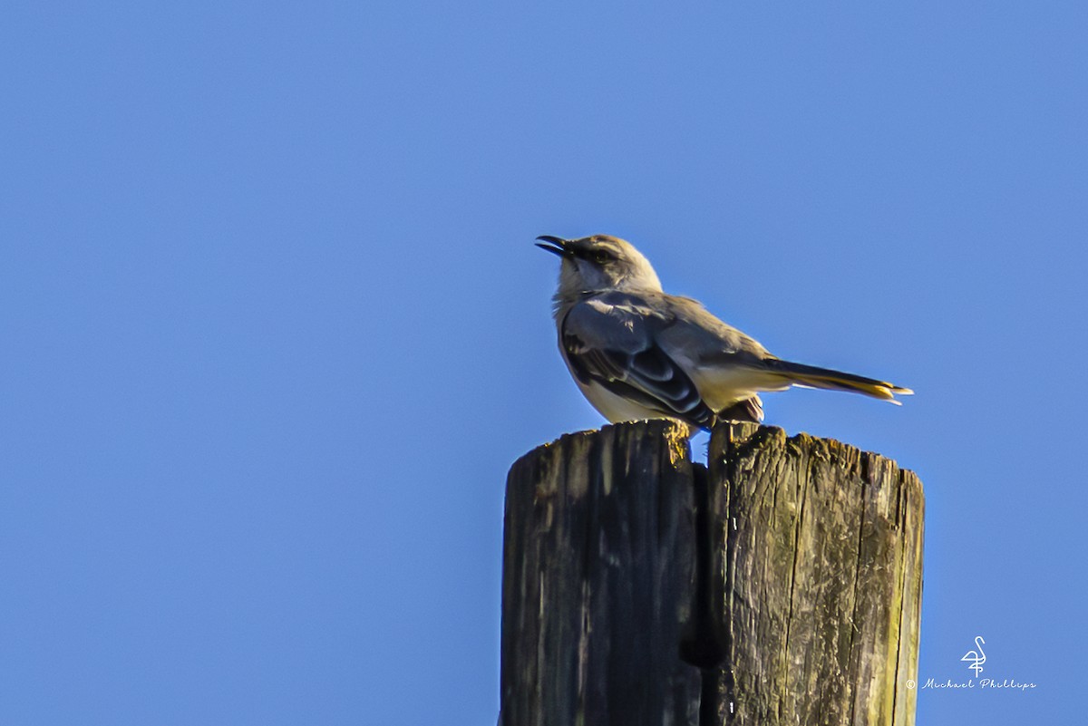 Tropikal Taklitçi - ML646972923