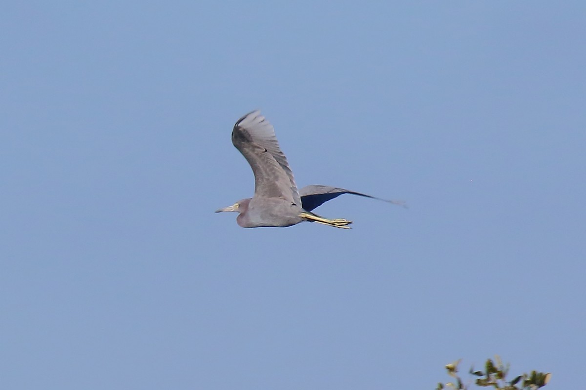 ヒメアカクロサギ - ML646972924