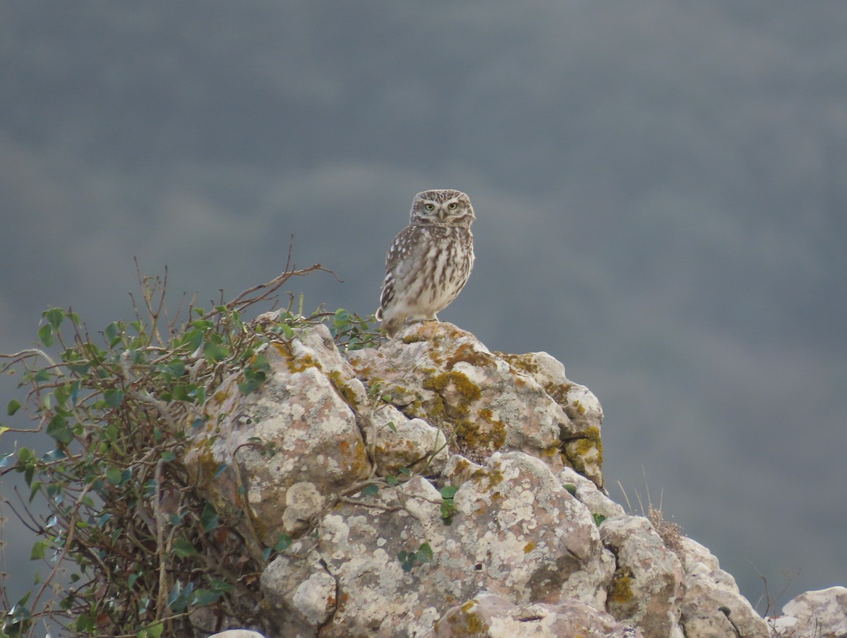 Little Owl - ML646972925