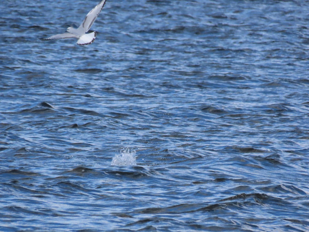 Bonaparte's Gull - ML646972926