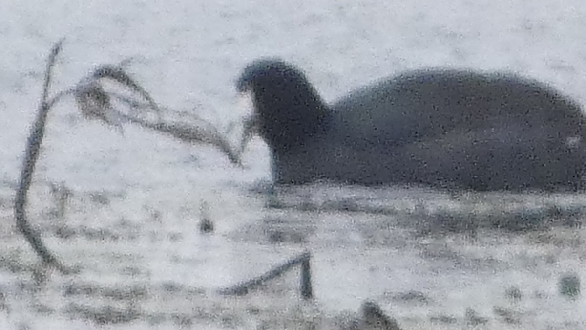 American Coot - ML646972930