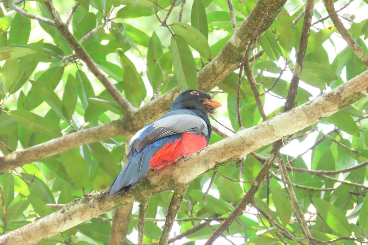 Slaty-tailed Trogon - ML646972931