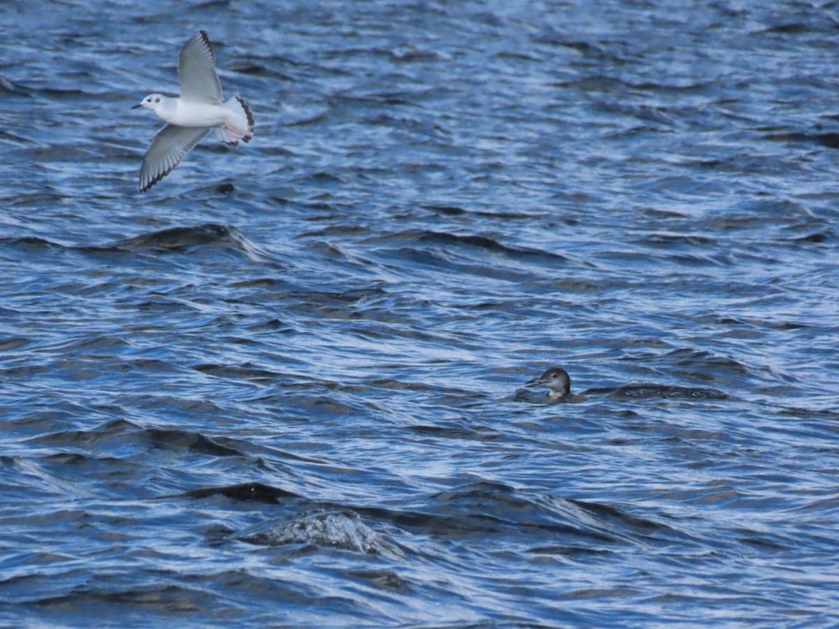 Bonaparte's Gull - ML646972932