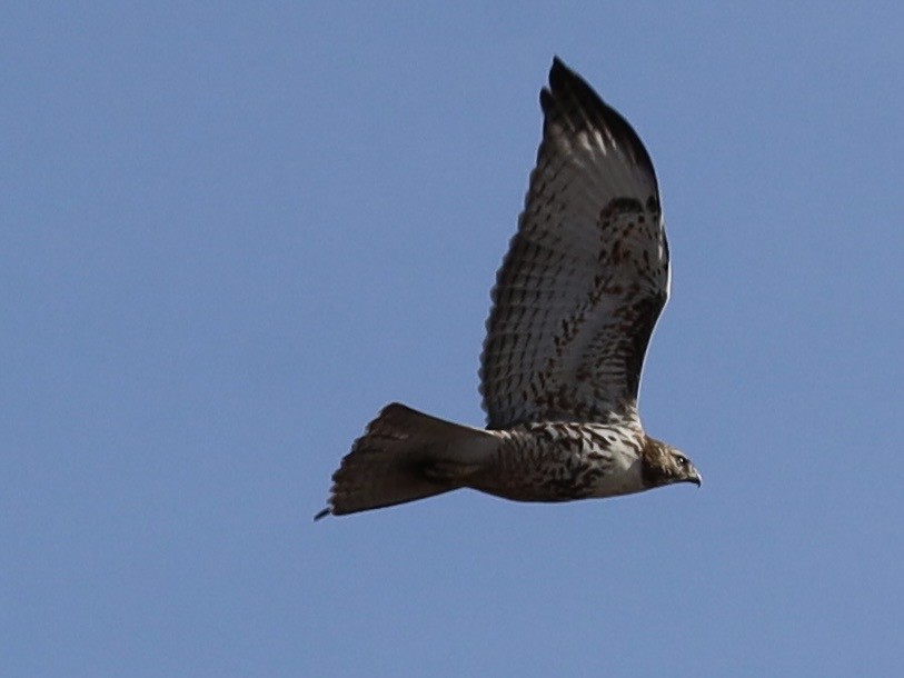 Red-tailed Hawk - ML646972934