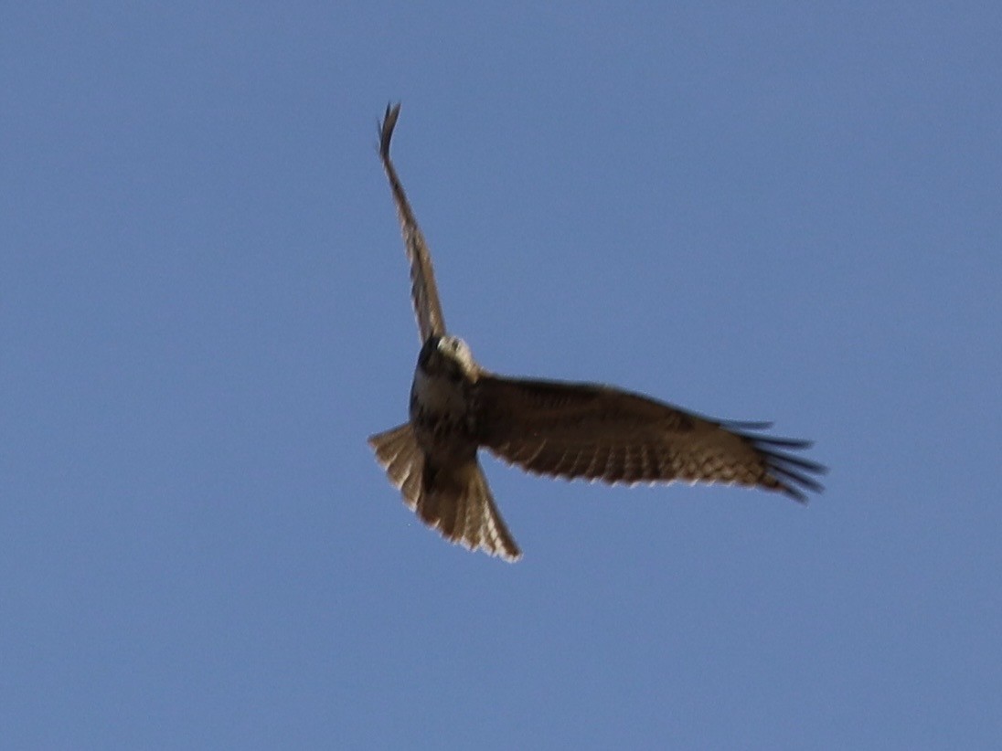 Red-tailed Hawk - ML646972937