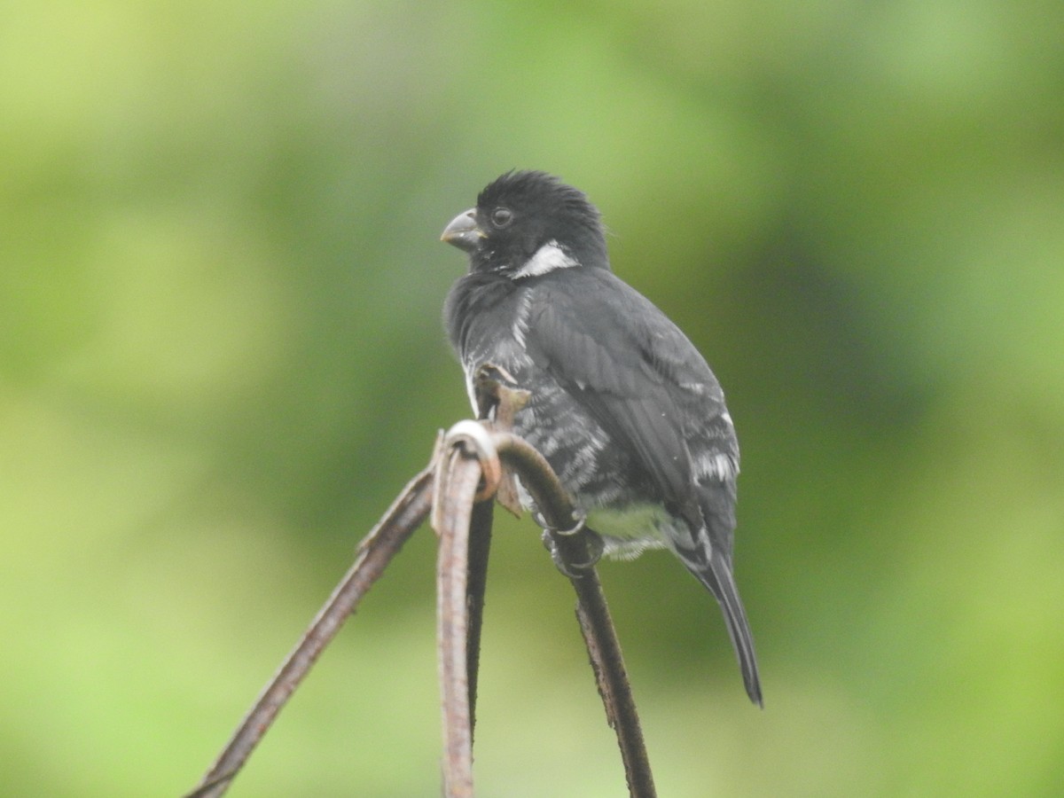 Variable Seedeater - ML646972938