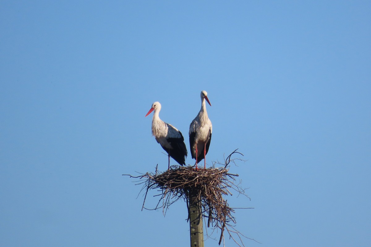 Leylek - ML646972939