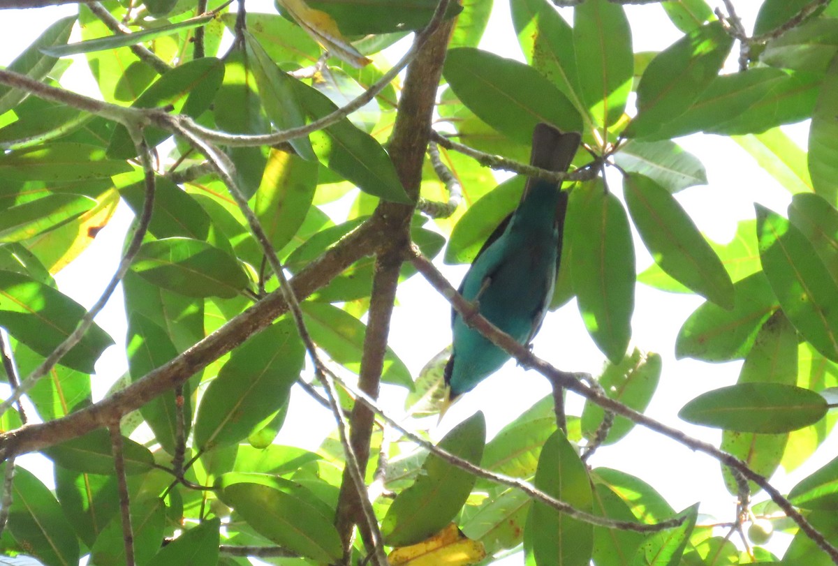 Green Honeycreeper - ML646972942