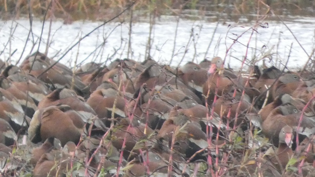 Black-bellied Whistling-Duck - ML646972944