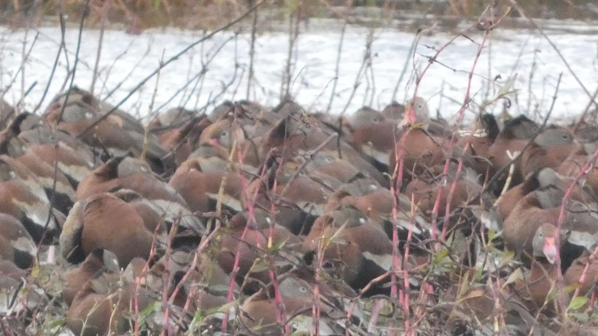Black-bellied Whistling-Duck - ML646972945